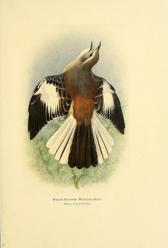 017- Calandria real-Birds of La Plata  1920