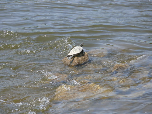 Turtle on the Rocks