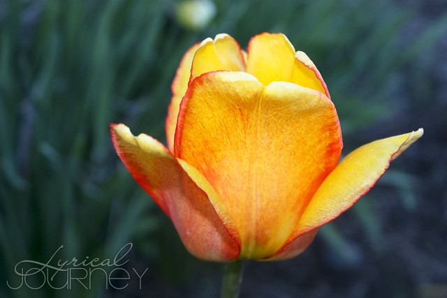Orange Tulip 2