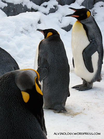 Bunch of King Penguins