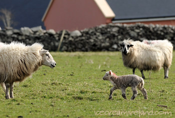 Spring lamb in Dingle
