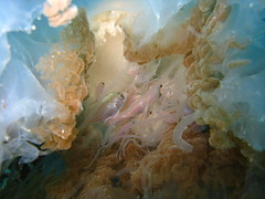Fish safe in Jellyfish
