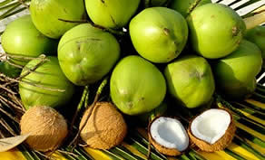 比橄欖油更值得擁有的食用油，你一定要知道 - 椰子油! - 愛健康食用油網