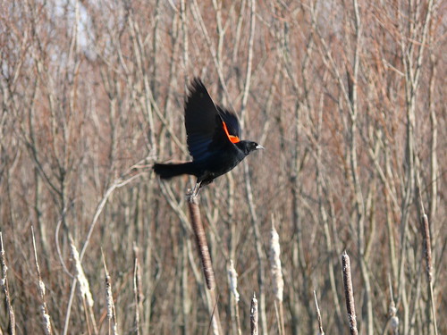 Red-winged blackbird at Huff Park