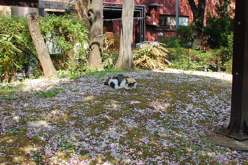 桜の花びらの上で寝る猫