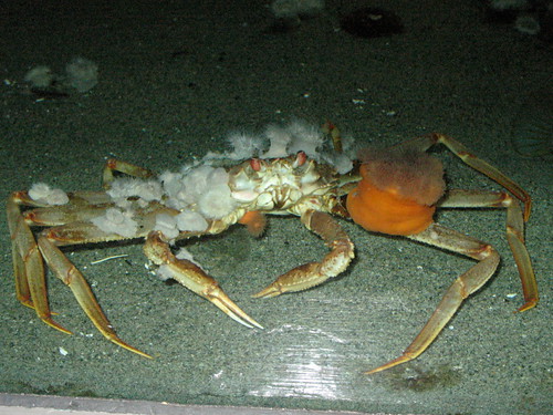 Clothed Crab