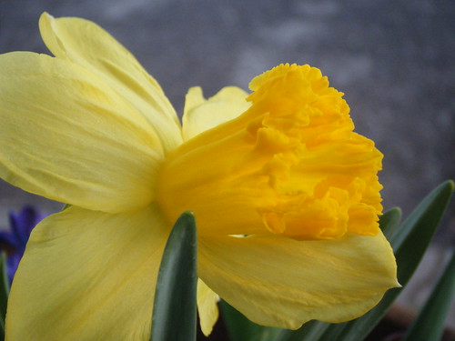 Daffodils pic