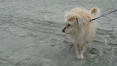 Annie on the beach