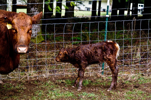 Red Calf & Momma