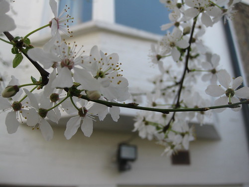 Blossom in a Ladder Garden