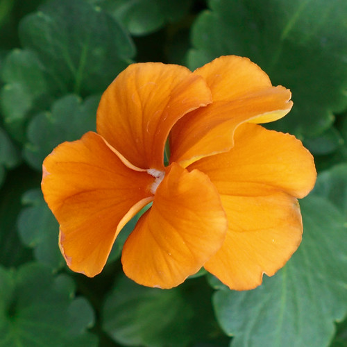 Missouri Botanical Garden (Shaw's Garden), in Saint Louis, Missouri, USA - Viola x wittrockiana 'Clear Sky Deep Orange'