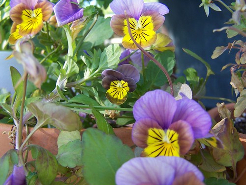 What are these again? Pansies?