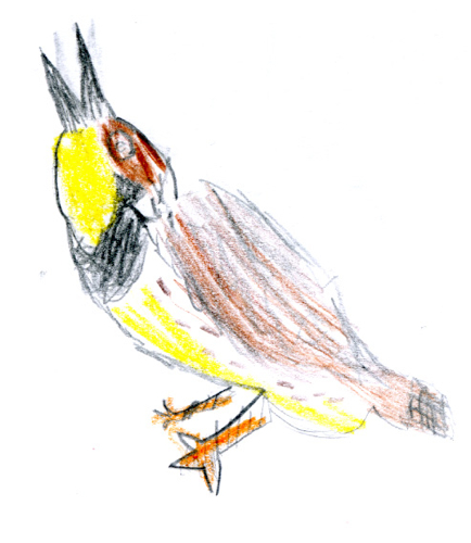 Western Meadowlark -- by JD Boy age 6