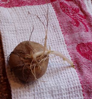 sprouted potato
