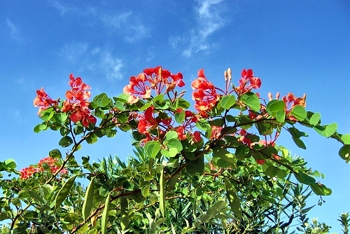 Bauhinia galpinii (rq)