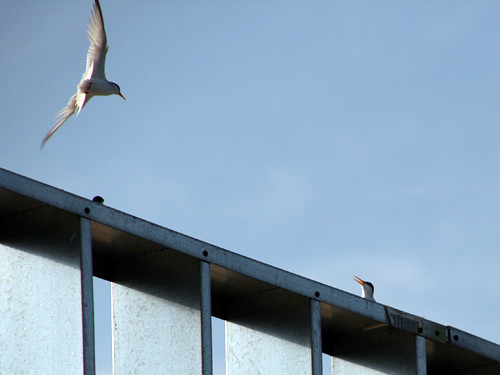 Least Terns on hotel roof