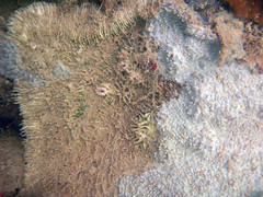 Serpent coral bleaching