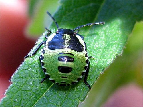 Käfergesicht in grün