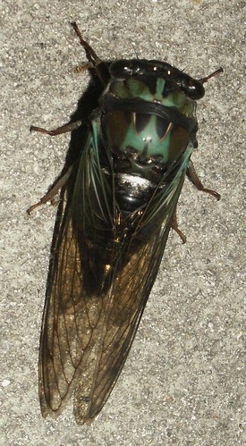 Coastal Lyric Cicada, top view