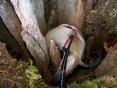 Checking inside the stump