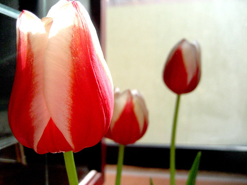 Of Tulips and Remains