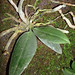 Phalaenopsis lobbii var. flava