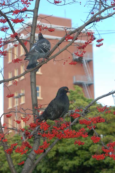 pigeons-with-berries.jpg