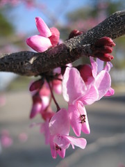 Spring redbud blooms