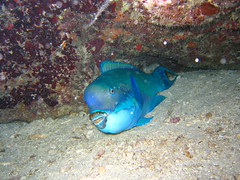 Parrotfish asleep on a night dive