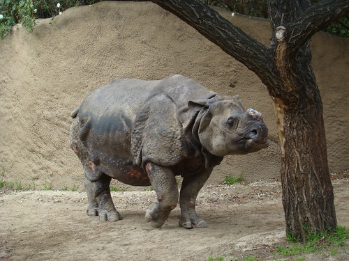 Indian Rhinoceros at the Los Angeles Zoo