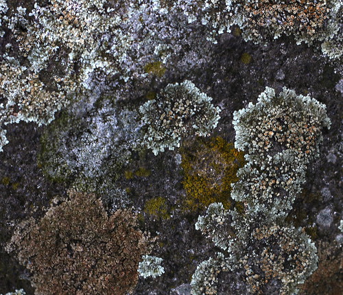 Lichens at Dunakanyar, 2009. 03. 21. 0016