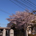 4月9日の桜