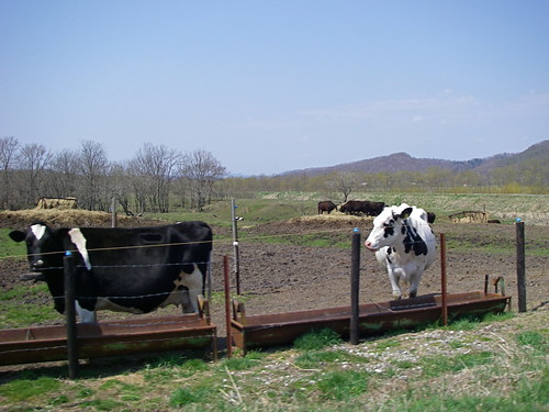 Hokkaido cows