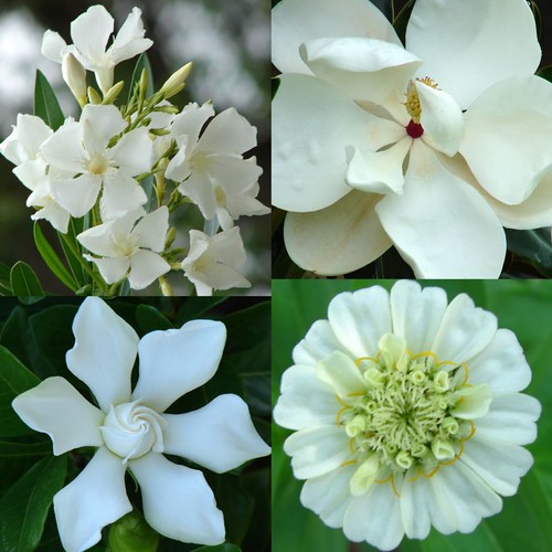 white memorial day flowers