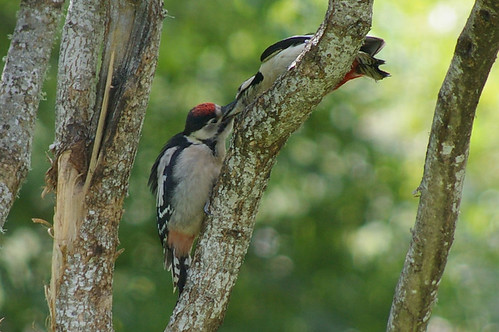 Woodpeckers 4