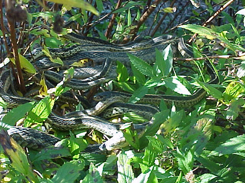 First photographed documented evidence of garter Snake Mating Ball