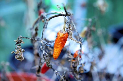 dead chilli plant 0853