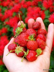 Growing Strawberries (Photo credit: Sienna Wildfield