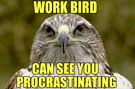 work bird by you.