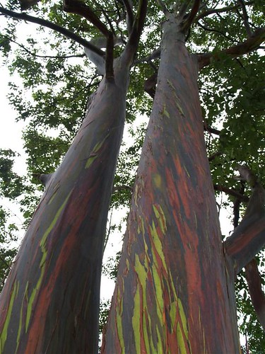 photo Rainbow Eucalyptus