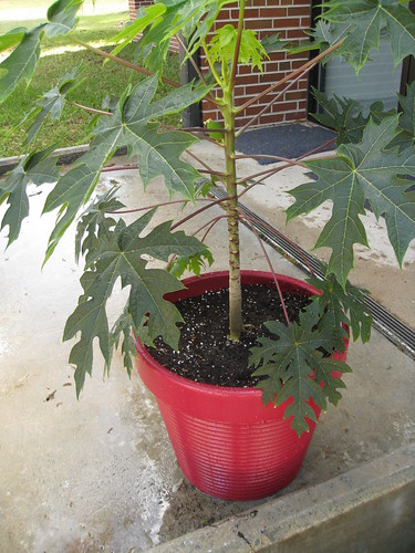 Ta-da! The transplanted papaya in its new pot
