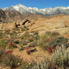 Spring in the Alabama Hills