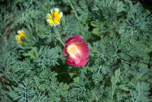 Claret-Colored California Poppy