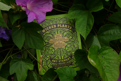 wicked plants in a wicked plant
