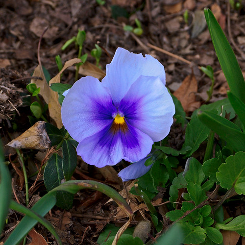 Missouri Botanical Garden (Shaw's Garden), in Saint Louis, Missouri, USA - blue flower