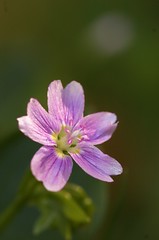 Claytonia sibirica | Roze winterpostelein, Sibirian spring beauty