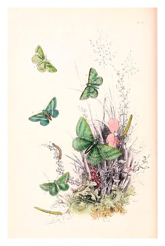 mariposa10