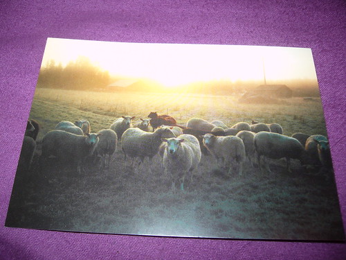 sheep card