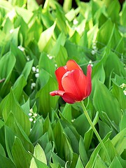 Tulip with Lilies
