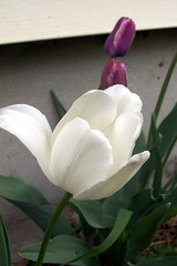 Tulips_5709c